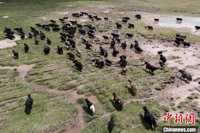 近年來，那曲市班戈縣推行村級牧業(yè)經(jīng)濟合作社，牧民們將牛羊及草場作為股份加入合作社，部分牧民開始從事旅游服務(wù)、服裝加工及運輸?shù)刃袠I(yè)，收入逐年提高。圖為8月3日，班戈縣的牦牛群在一片草原濕地中覓食(資料圖)。　江飛波 攝