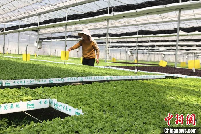 圖為會澤現(xiàn)代化農(nóng)業(yè)產(chǎn)業(yè)扶貧基地內(nèi)，貧困戶成為了產(chǎn)業(yè)工人?！】姵?攝