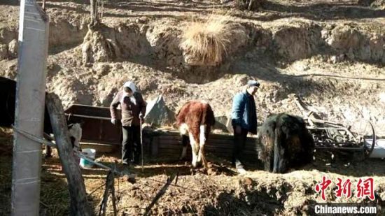 圖為孔繁福夫妻正在收拾牛圈?！±铍h　攝