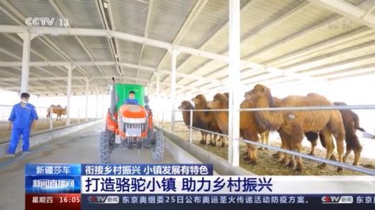 種蘑菇、養(yǎng)駱駝...。。特色產(chǎn)業(yè)助力鄉(xiāng)村振興走新路