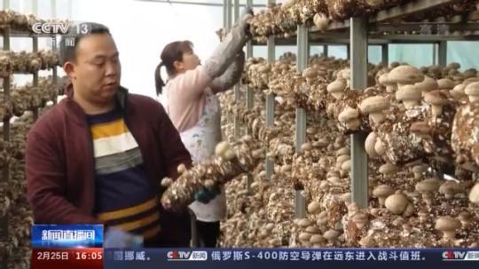 種蘑菇、養(yǎng)駱駝...。。特色產(chǎn)業(yè)助力鄉(xiāng)村振興走新路