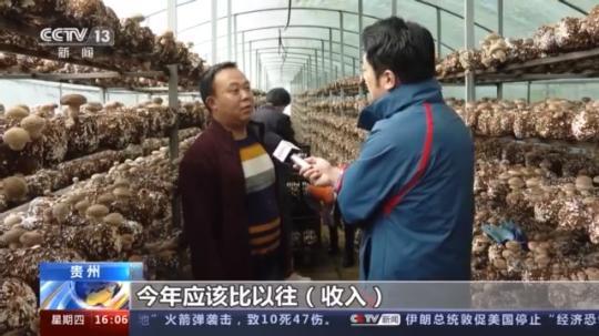 種蘑菇、養(yǎng)駱駝...。。特色產(chǎn)業(yè)助力鄉(xiāng)村振興走新路