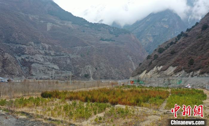 【幸?；ㄩ_新邊疆】山南隆子縣藏族小伙的“綠色夢(mèng)想”