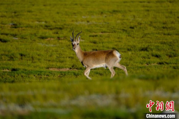 圖為西藏納木錯(cuò)湖邊的藏原羚休閑覓食?！〗w波 攝