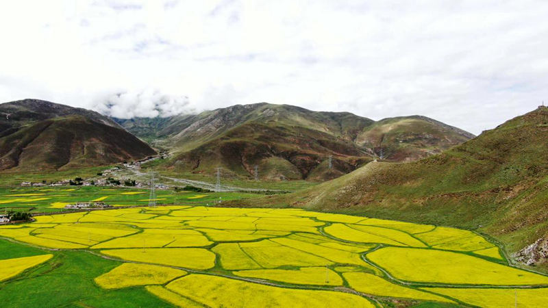 金燦燦的油菜花。洛克攝