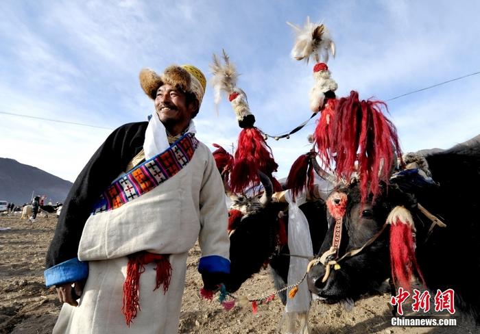 資料圖為2013年3月16日，拉薩市堆龍德慶區(qū)德慶村的農(nóng)民牽著牦牛參加春耕儀式，按照傳統(tǒng)方式由牦牛開第一犁。 <a target='_blank' href='/'><p  align=