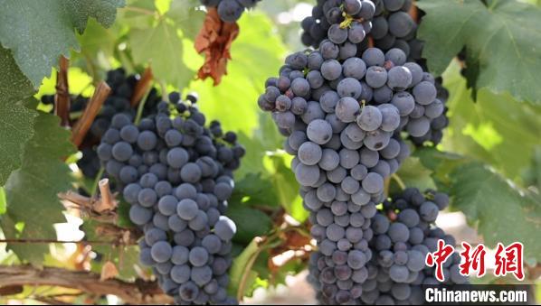 圖為桑日縣種植的葡萄?！∩侥仙Ｈ湛h委宣傳部提供