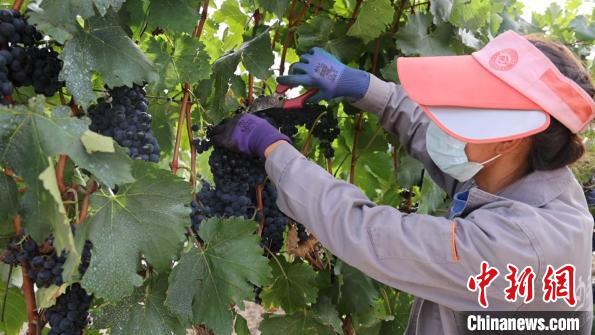 圖為當(dāng)?shù)卮迕癫烧咸?。　山南桑日縣委宣傳部提供