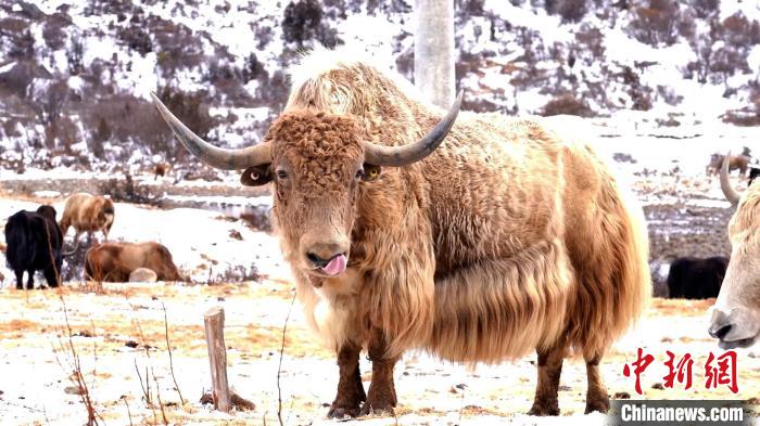 圖為角木那村生態(tài)散養(yǎng)的牦牛?！“蜕Ｇ?　攝