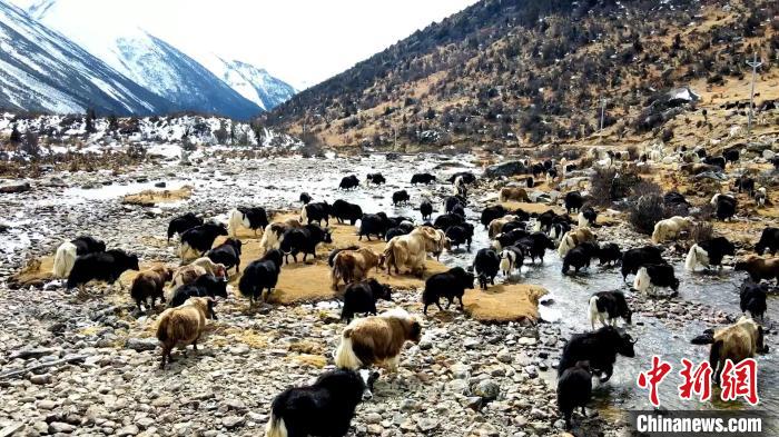 圖為角木那村生態(tài)散養(yǎng)的牦牛正在覓食?！『槿艉?攝