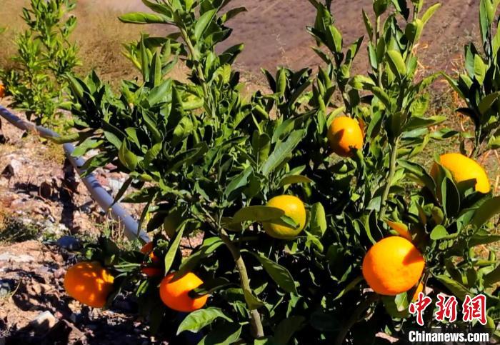 昌都芒康縣依托“兩江流域”干熱河谷地帶地理優(yōu)勢(shì)將康巴蜜橘、蘋果、甜石榴、葡萄、蜜桃等經(jīng)濟(jì)林木種植?！〔际忻⒖悼h委宣傳部供圖