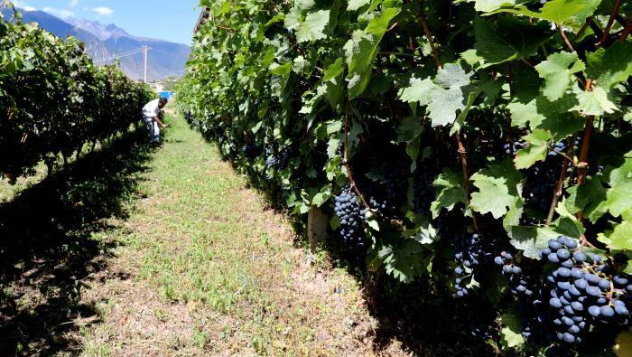 昌都芒康縣依托“兩江流域”干熱河谷地帶地理優(yōu)勢(shì)將康巴蜜橘、蘋果、甜石榴、葡萄、蜜桃等經(jīng)濟(jì)林木種植?！〔际忻⒖悼h委宣傳部供圖