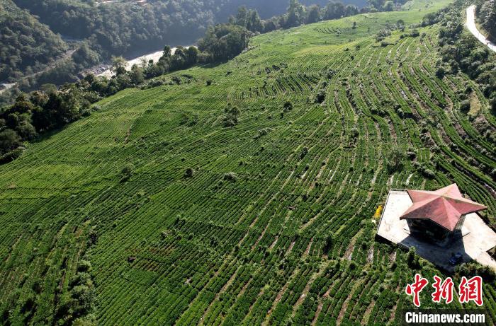 圖為西藏林芝市墨脫縣果果塘大拐彎附近的茶田。(無人機照片) 李林 攝