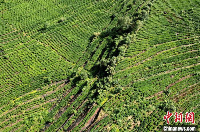 圖為西藏林芝市墨脫縣果果塘大拐彎附近的茶田。(無人機照片) 李林 攝