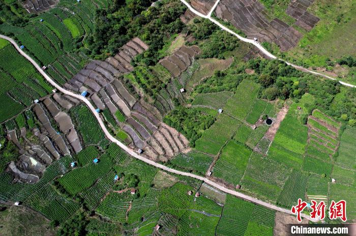圖為西藏林芝市墨脫縣城附近的茶田。(無人機照片) 李林 攝