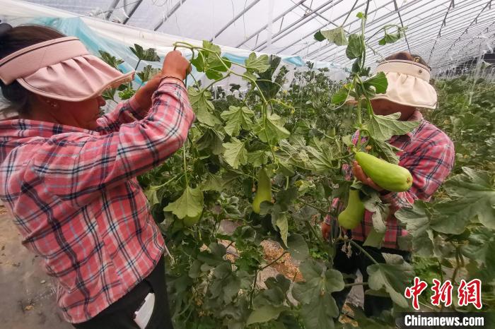 工作人員打理高原溫室大棚?！⒔ㄜ?攝