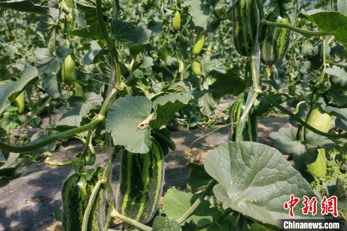 圖為西藏康馬縣大棚內(nèi)的博洋九號甜瓜?！⒔ㄜ?攝