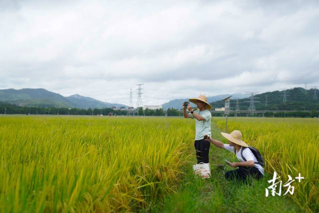 文化組的兩名成員正在給稻田拍照。