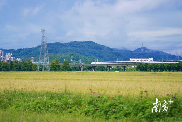 高鐵掠過(guò)崖口村稻田。