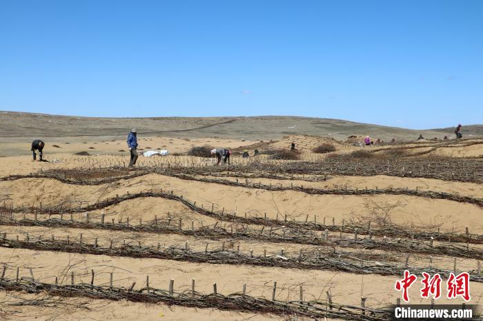 工作人員編織高山柳沙障。若爾蓋縣林業(yè)和草原局供圖