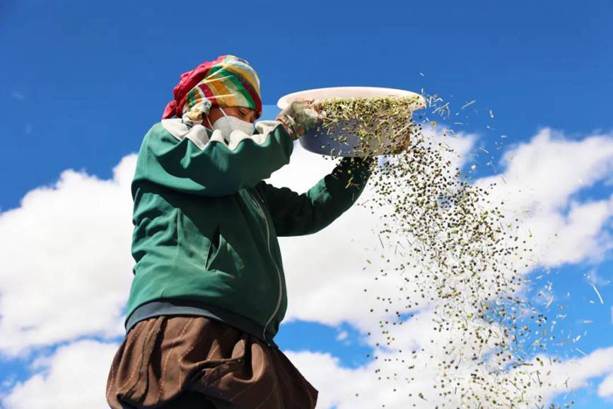 西藏吉?。簬愠两襟w驗(yàn)秋收打場【11】