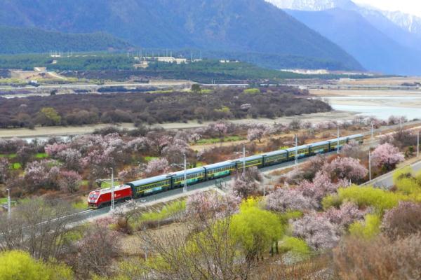 人間桃花源！林芝桃花有多絕？